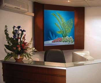 Ferns in Office